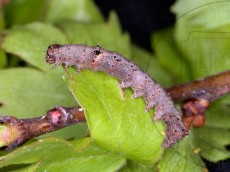 Allophyes oxyacanthae_гусеница III_3